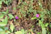 brf0607a 032