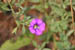 brf0607a 033