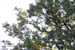 brf0607b 109
