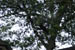 brf0607b 115