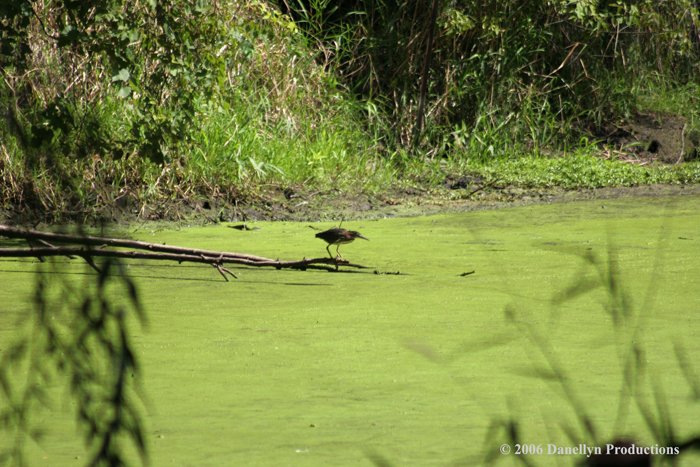 brf0609b 031